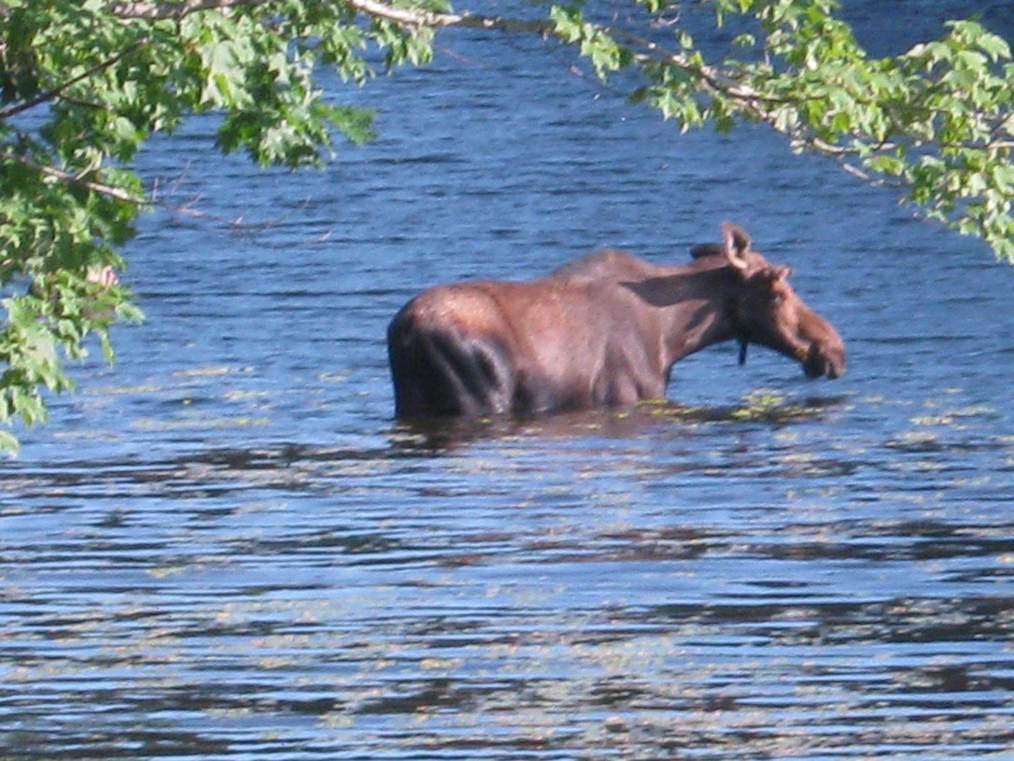 Alamoosook Lakeside Inn Orland Екстериор снимка