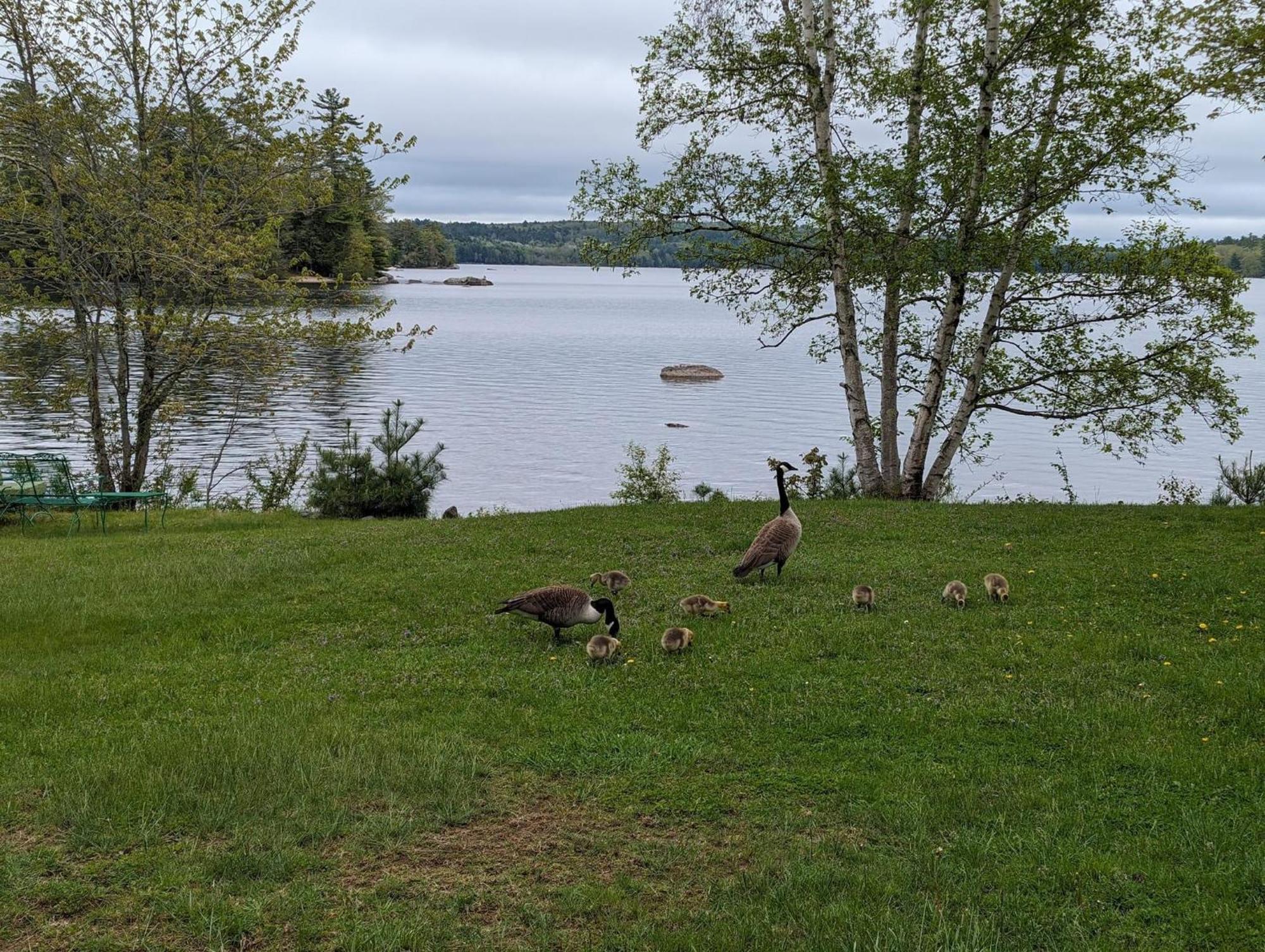 Alamoosook Lakeside Inn Orland Екстериор снимка